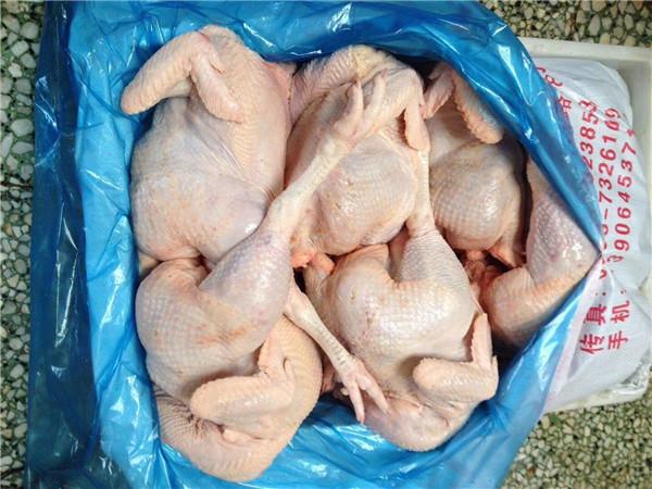 老母鸡批发|老母鸡价格|山东白条鸡屠宰厂常年生产种鸡相关产品